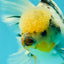 A Grade Marble Oranda Male 6.5 inches #072426OR_07