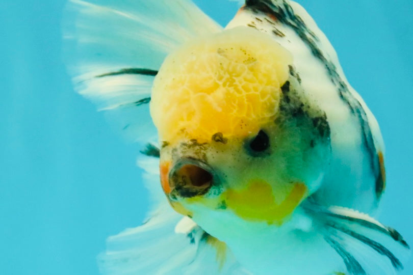 A Grade Marble Oranda Male 6.5 inches #072426OR_07