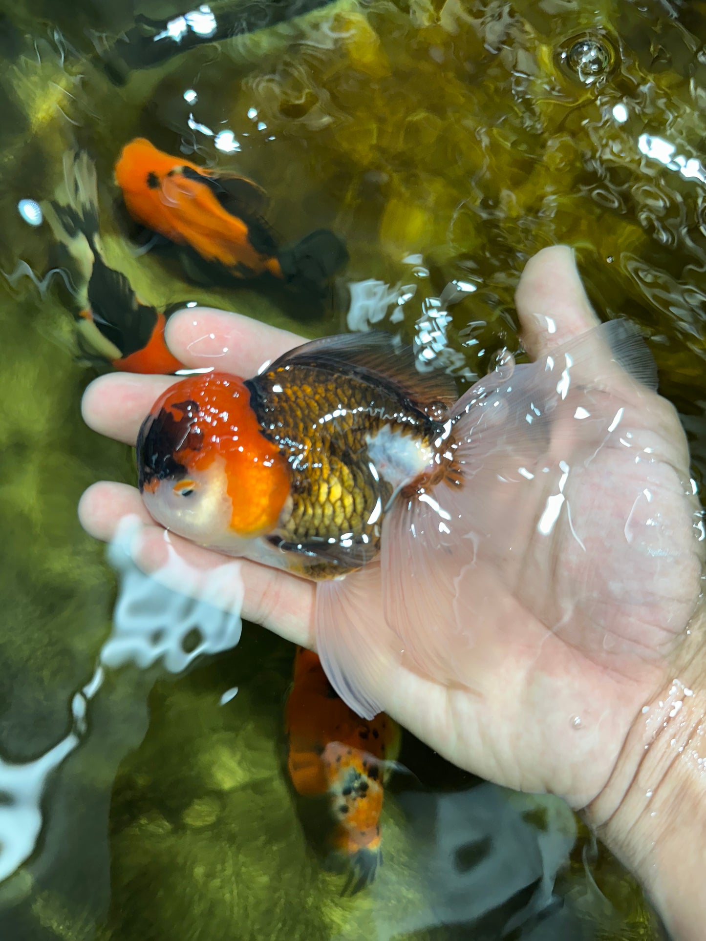 Young Tricolor Oranda Male 4.5 inches #061325_02