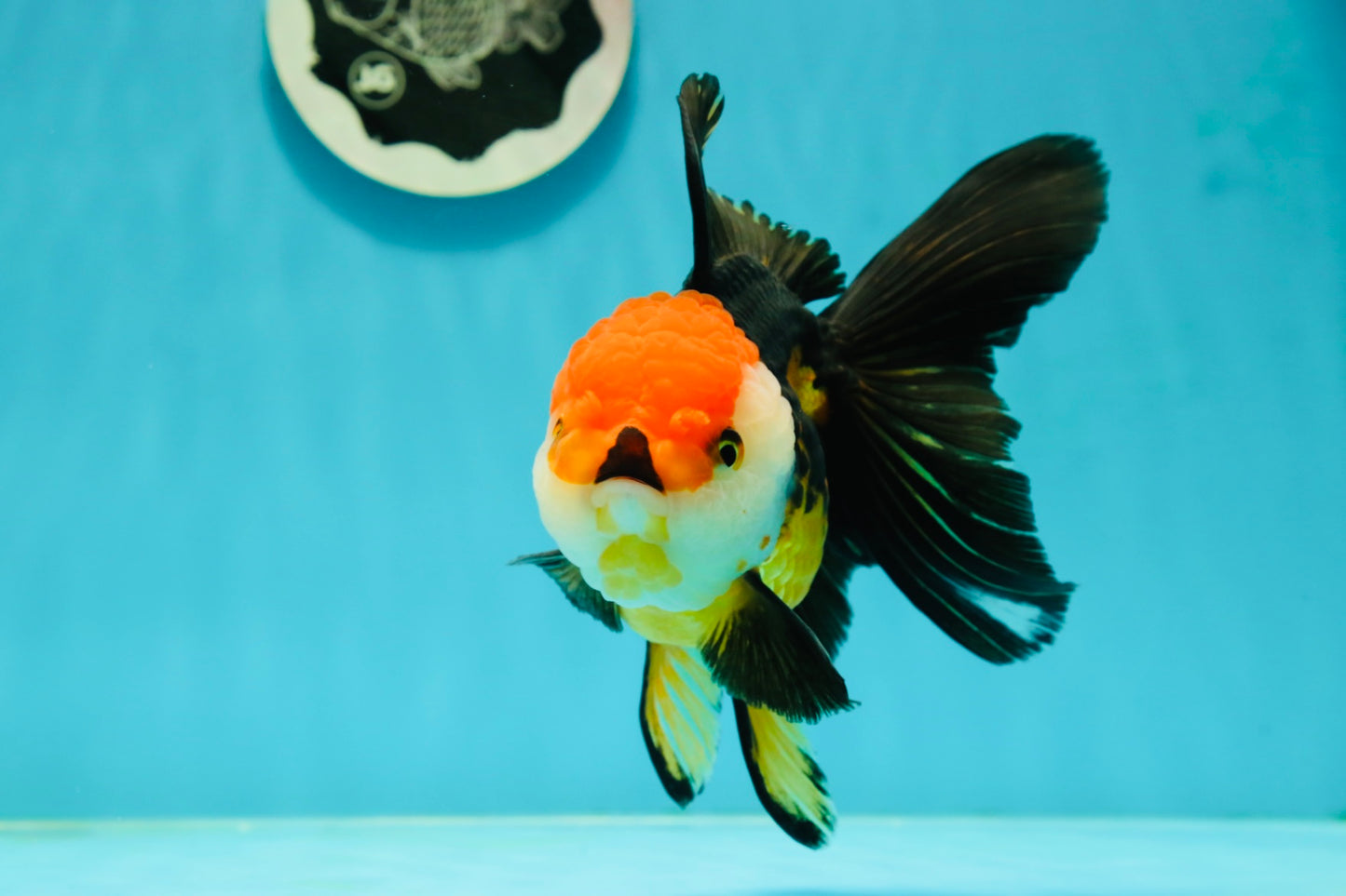 Tricolor Oranda Female 5.5 inches #111524OR_15