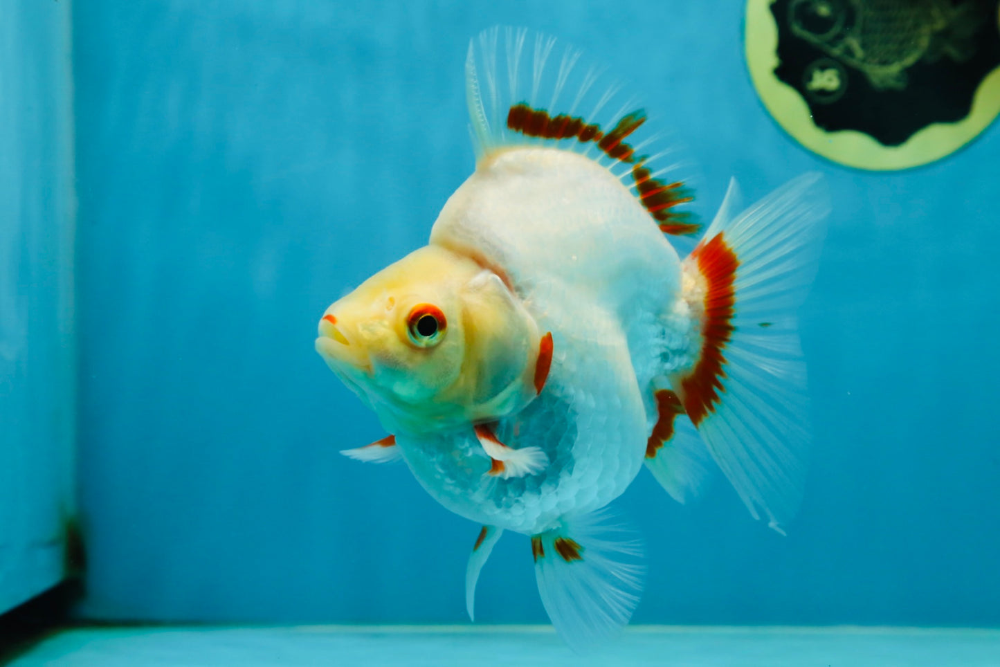 AAA Grade Red White Ryukin Female 5-5.5 inches #060625RK_33