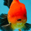 AAA Grade Godzilla Apache Oranda Male 5.5 inches #052325OR_01