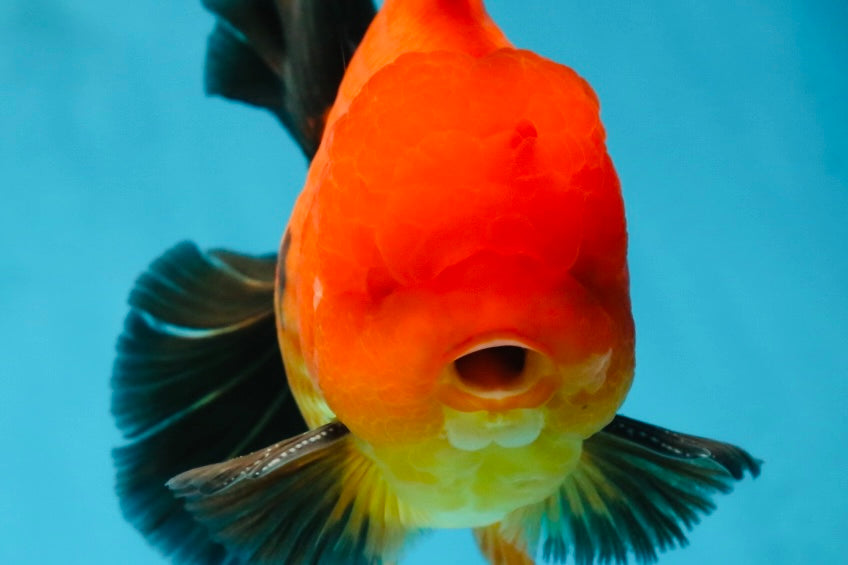 AAA Grade Godzilla Apache Oranda Male 5.5 inches #052325OR_01