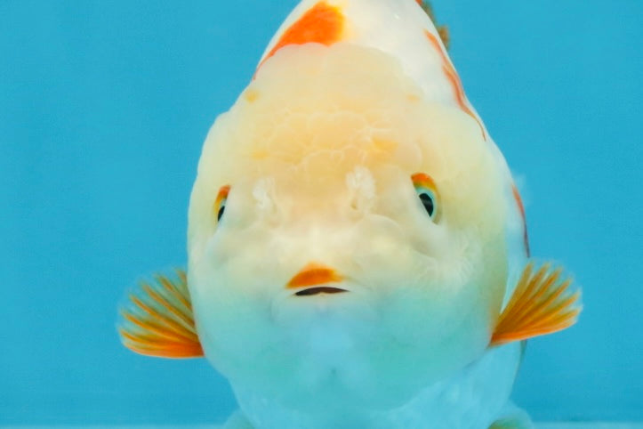 A Grade Red White Yuanbao Female 5 inches #103125YB_05