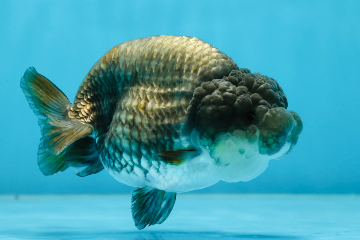 A Grade RARE Blue LionQueen 4.5 inches #062025LC_12