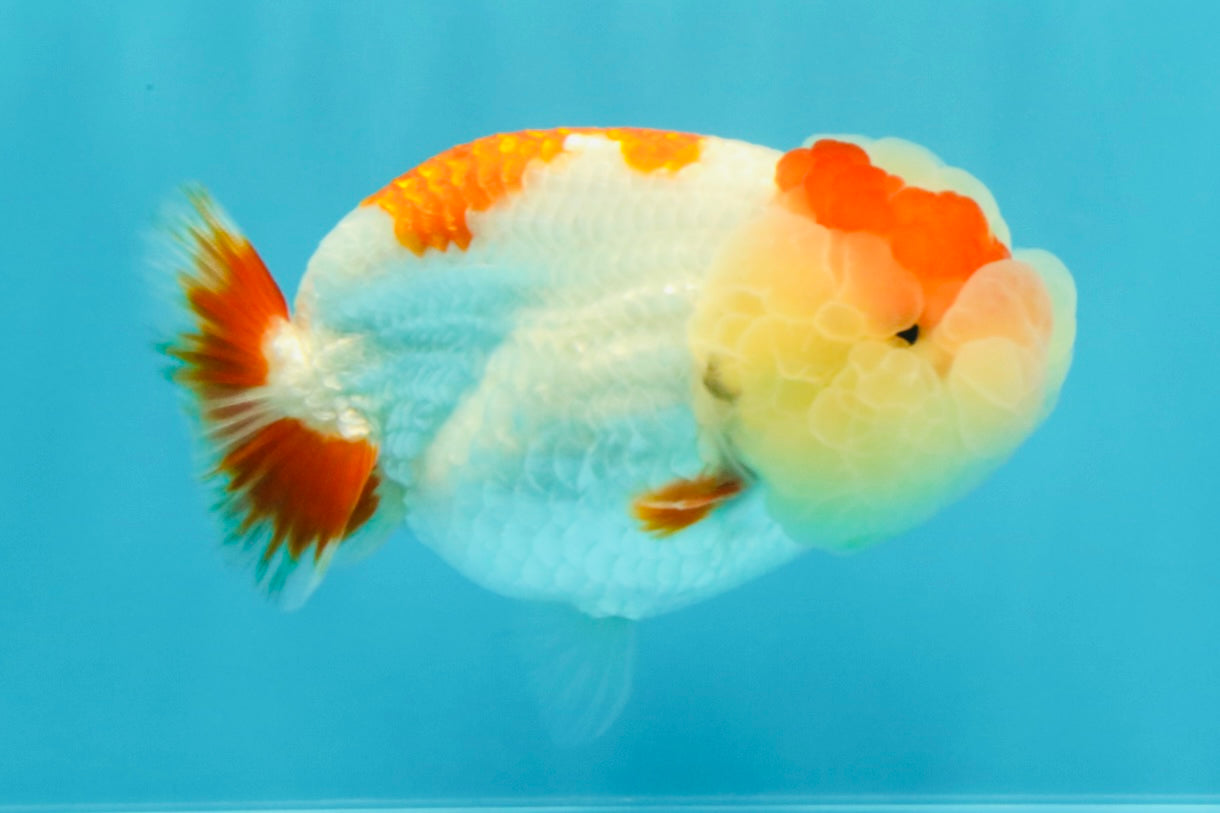 AAA Grade Kohaku LionQueen 4.5 inches #030626LC_01