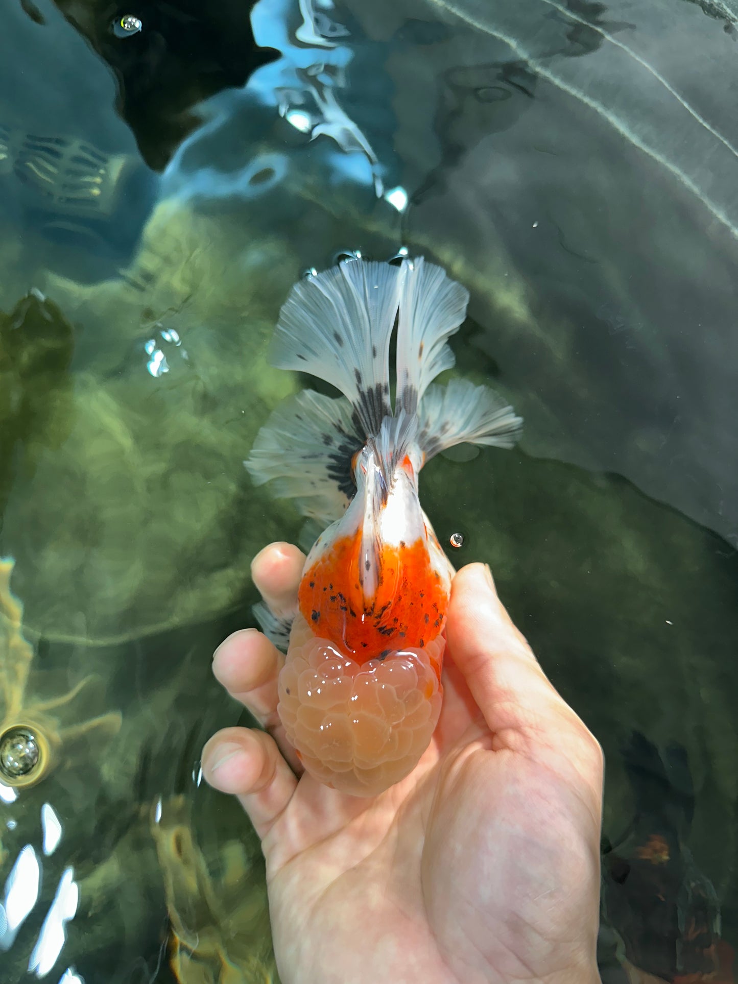 AAA Grade Godzilla Pepper Calico Oranda Male 5-5.5 inches #053025OR_27