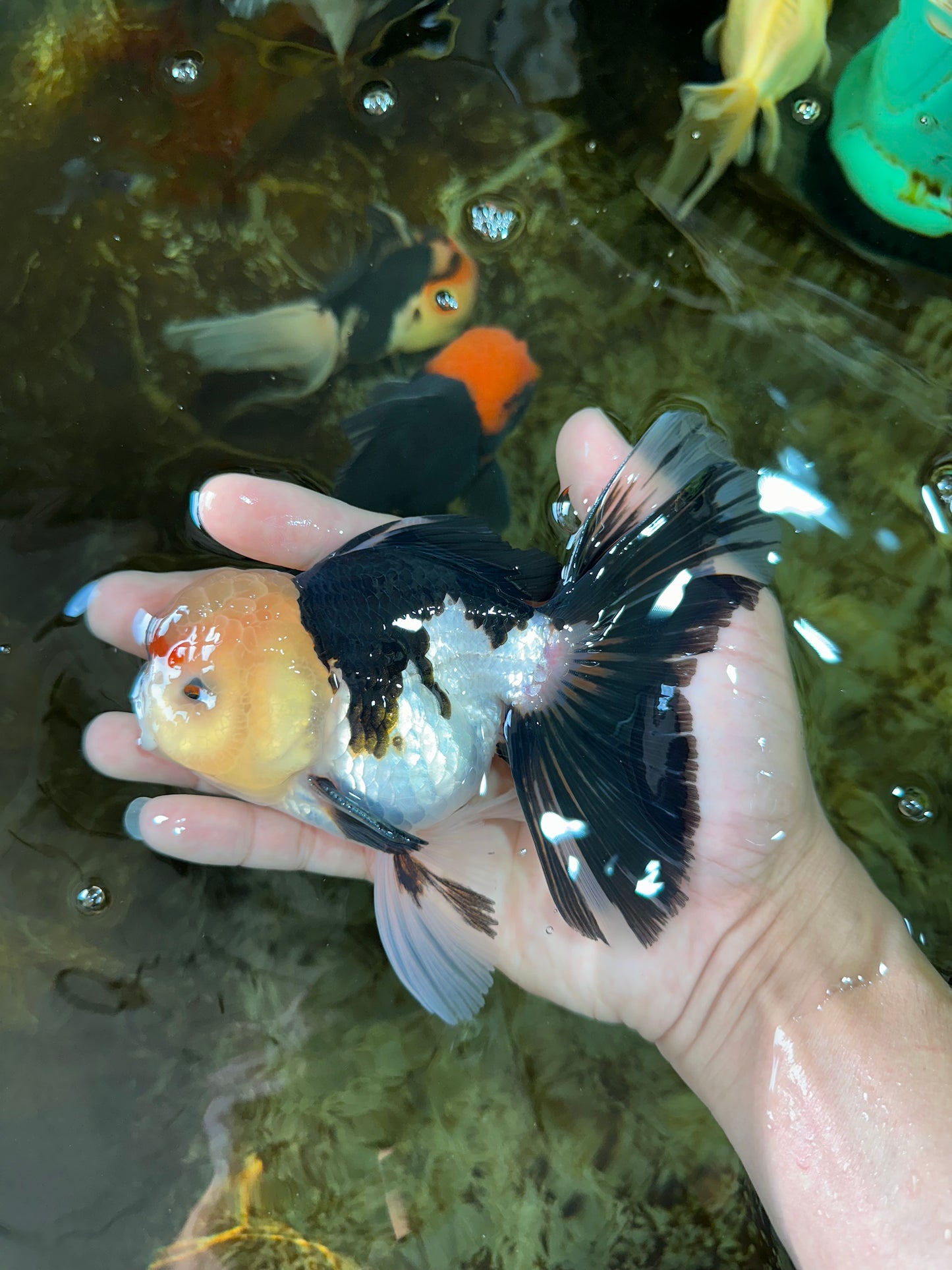 AAA Grade PUPPY Tricolor Oranda Male 5.5 inches #080125OR_24