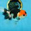 A Grade Tricolor Oranda Male 5 inches #082225OR_20