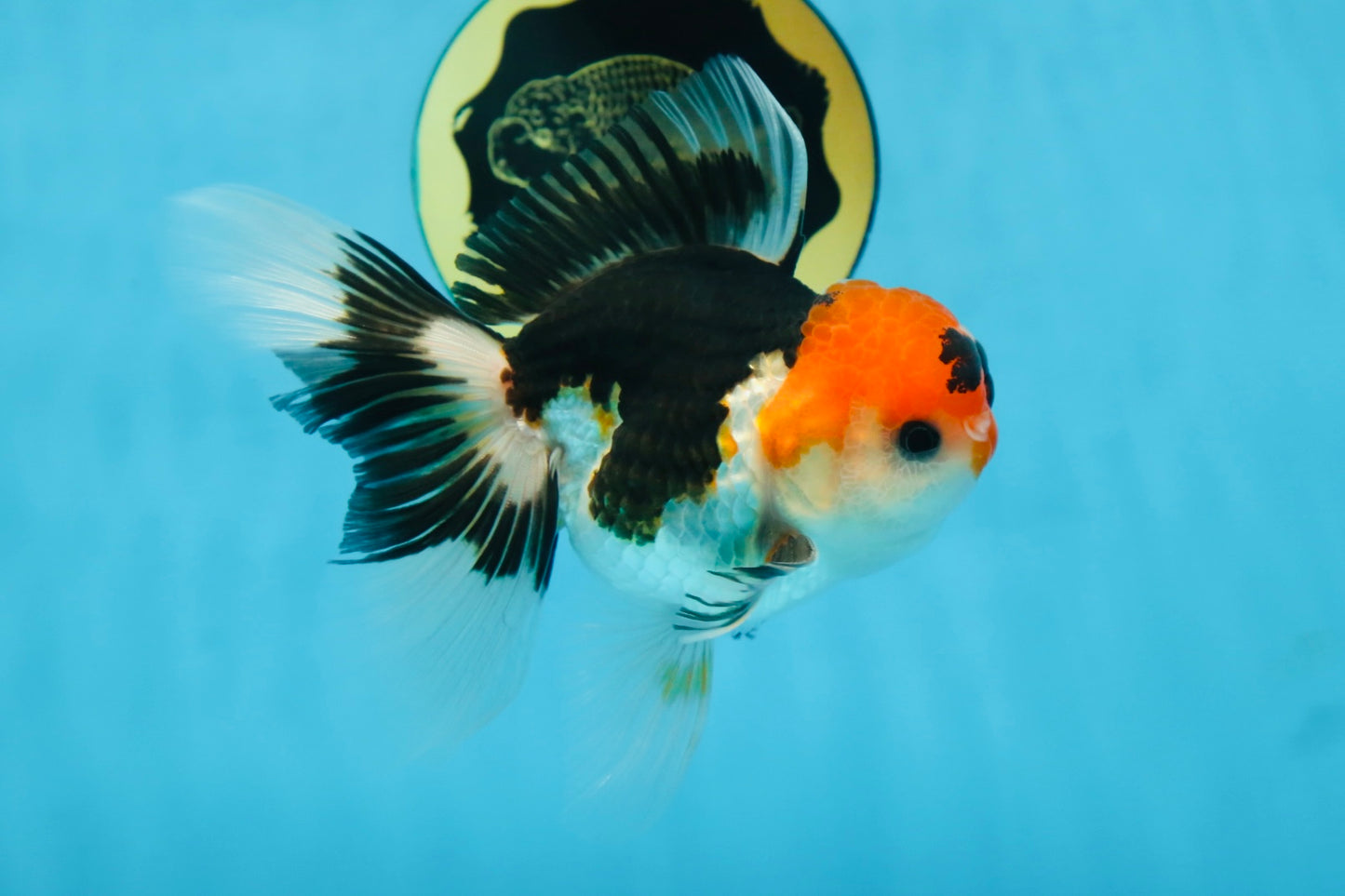 A Grade Tricolor Oranda Male 5 inches #082225OR_20