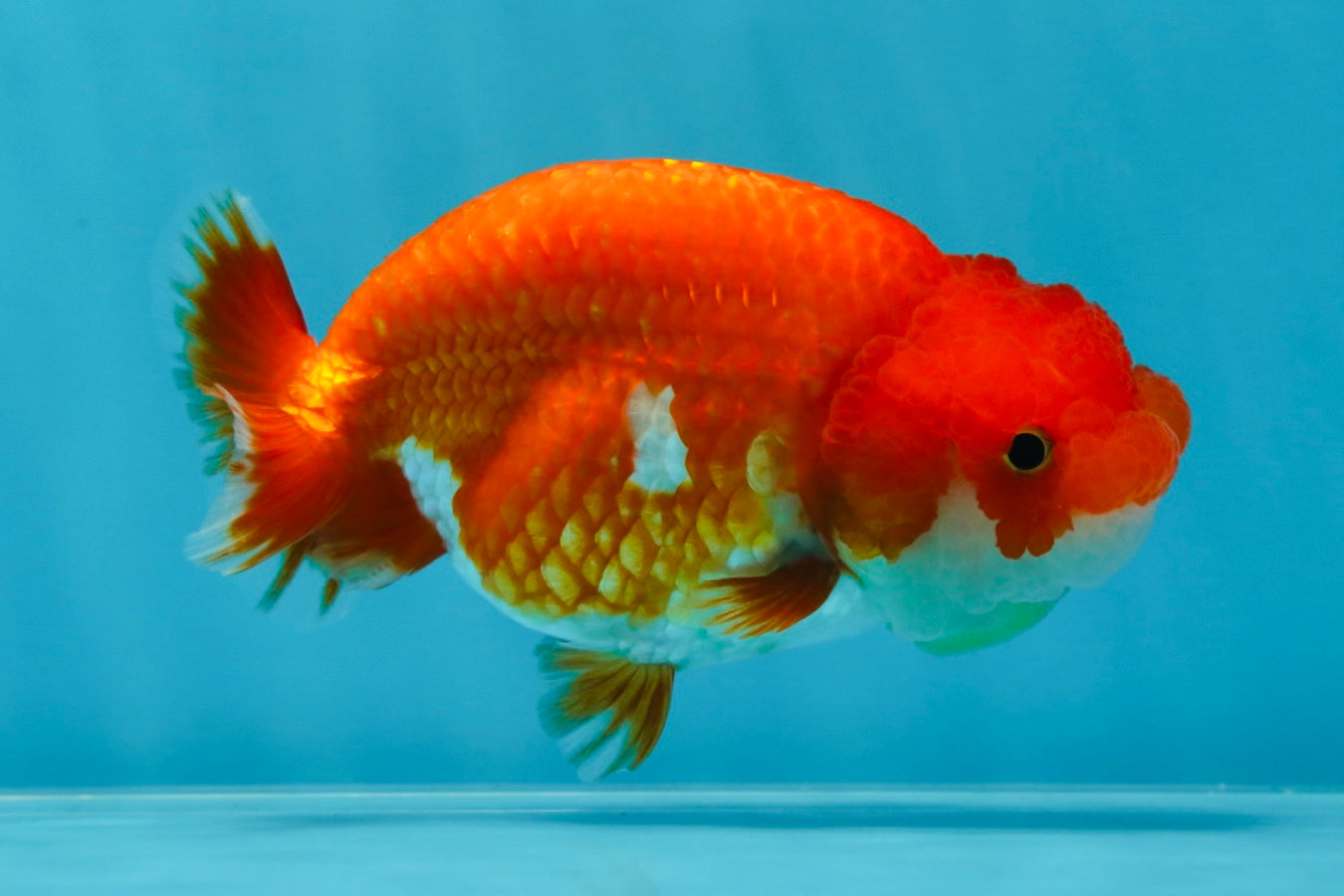 A Grade Red White LionQueen 4-4.5 inches #053025LC_06