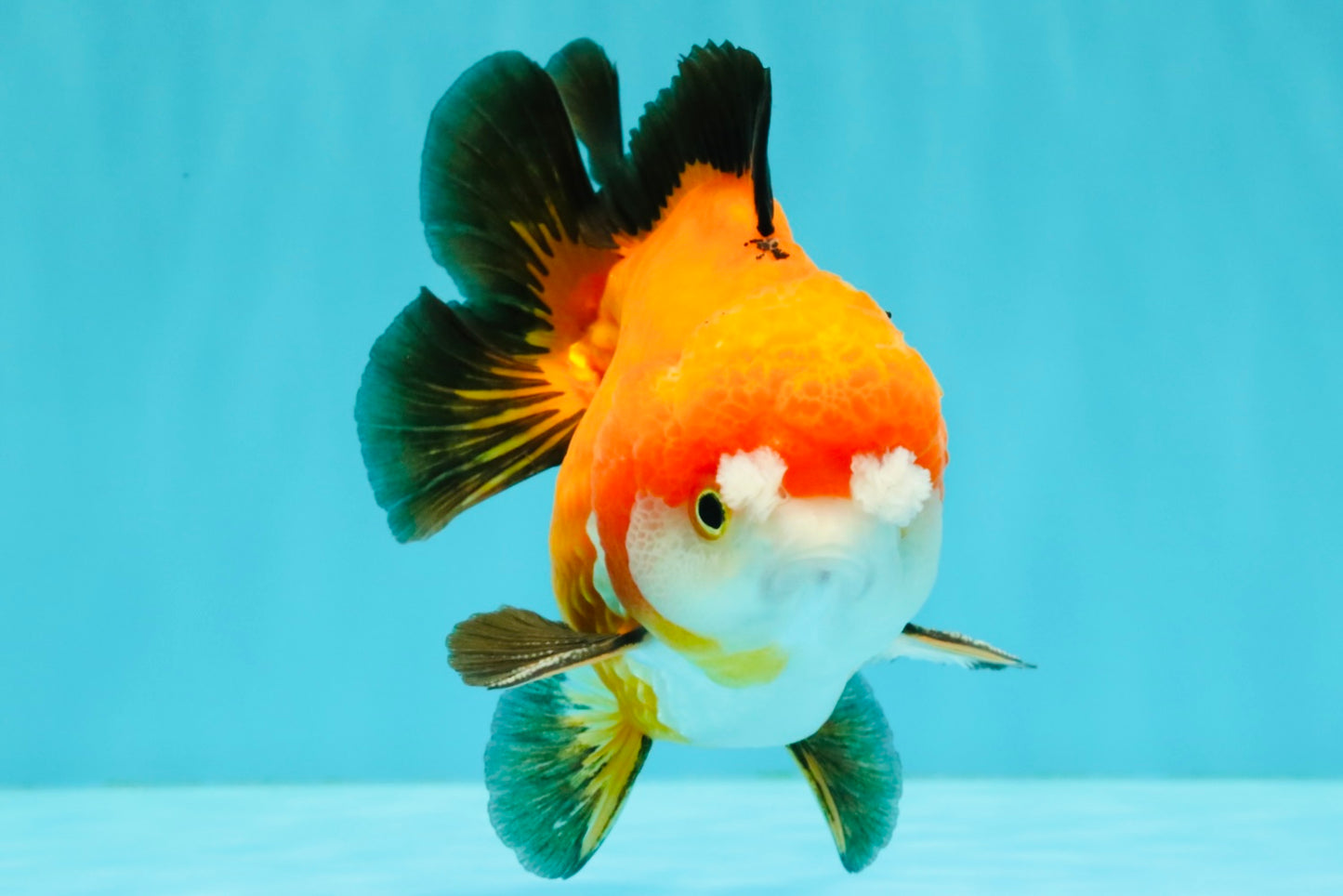 CHUBBY A Grade Apache Yuanbao Male 4.5 inches #051526YB_10