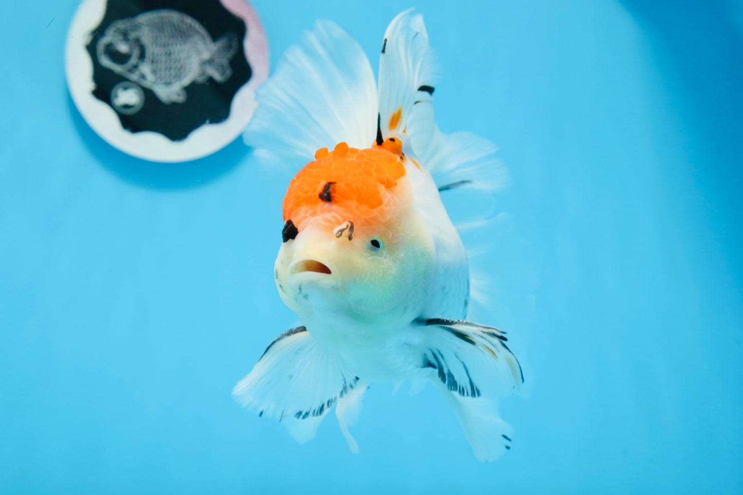 A Grade Tricolor Unique Color Mark Oranda Male 7 inches #0706OR_06