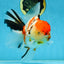 AAA Grade BEAUTY Tricolor Sakura Oranda Female 6 inches #082225OR_06