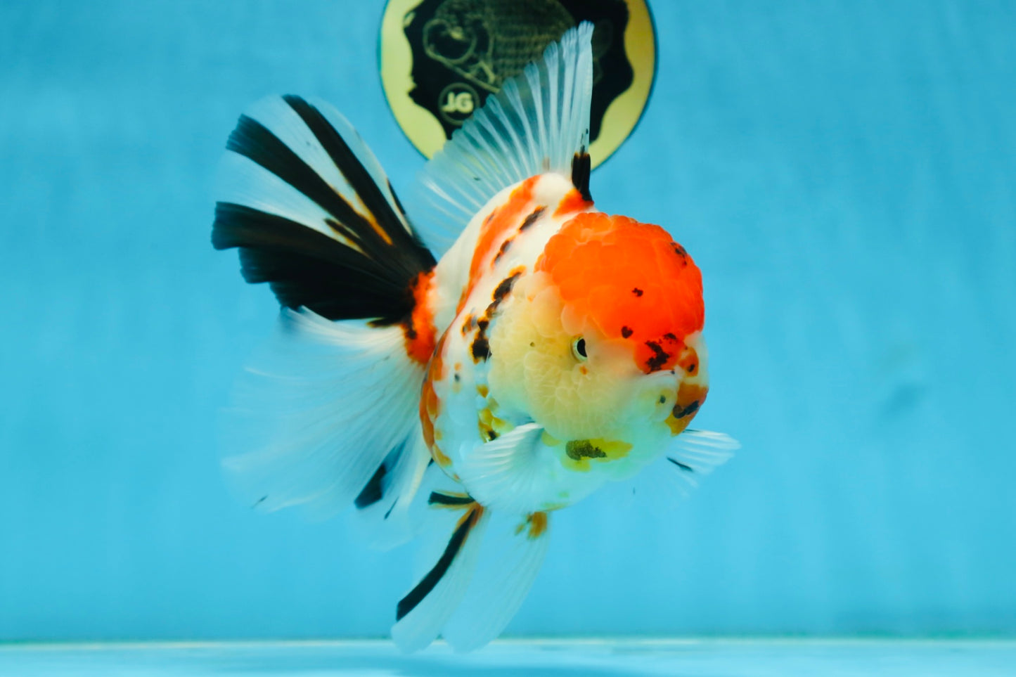 AAA Grade BEAUTY Tricolor Sakura Oranda Female 6 inches #082225OR_06