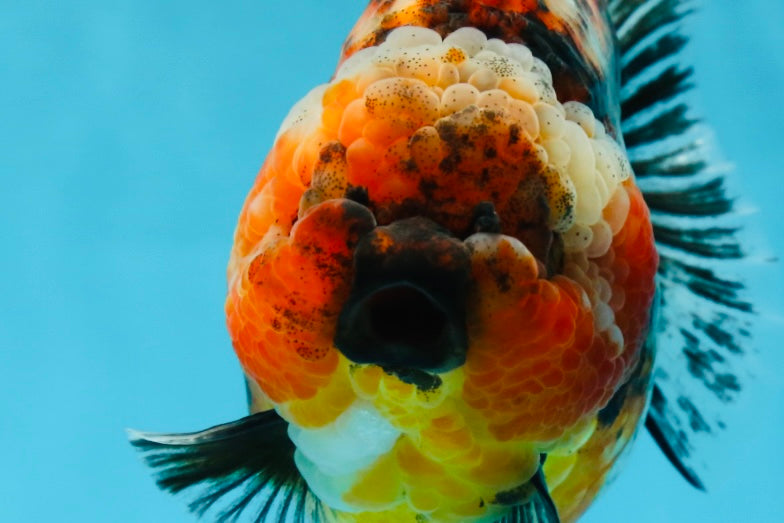 AAA Grade RARE Big Body Godzilla Calico Yuanbao Female 5-5.5 inches #051625YB_13