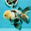 AAA Grade Tricolor Oranda Perfect Shape Male 5.5 inches #1011OR_05