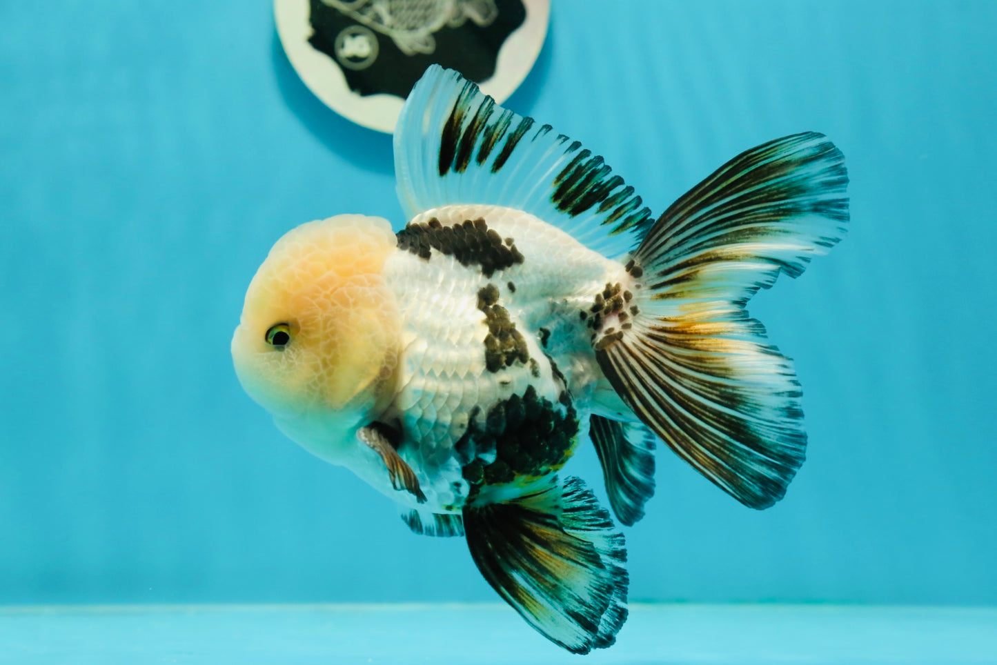 AAA Grade Tricolor Oranda Perfect Shape Male 5.5 inches #1011OR_05