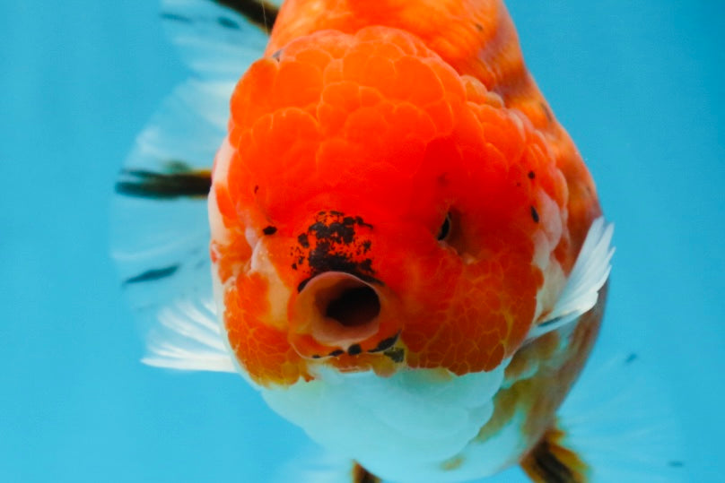 AAA Grade Godzilla Sakura Yuanbao Male 5 inches #080125YB_13