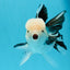 A Grade Panda Button Eyes Oranda Male 4.5-5 inches #120624OR_07