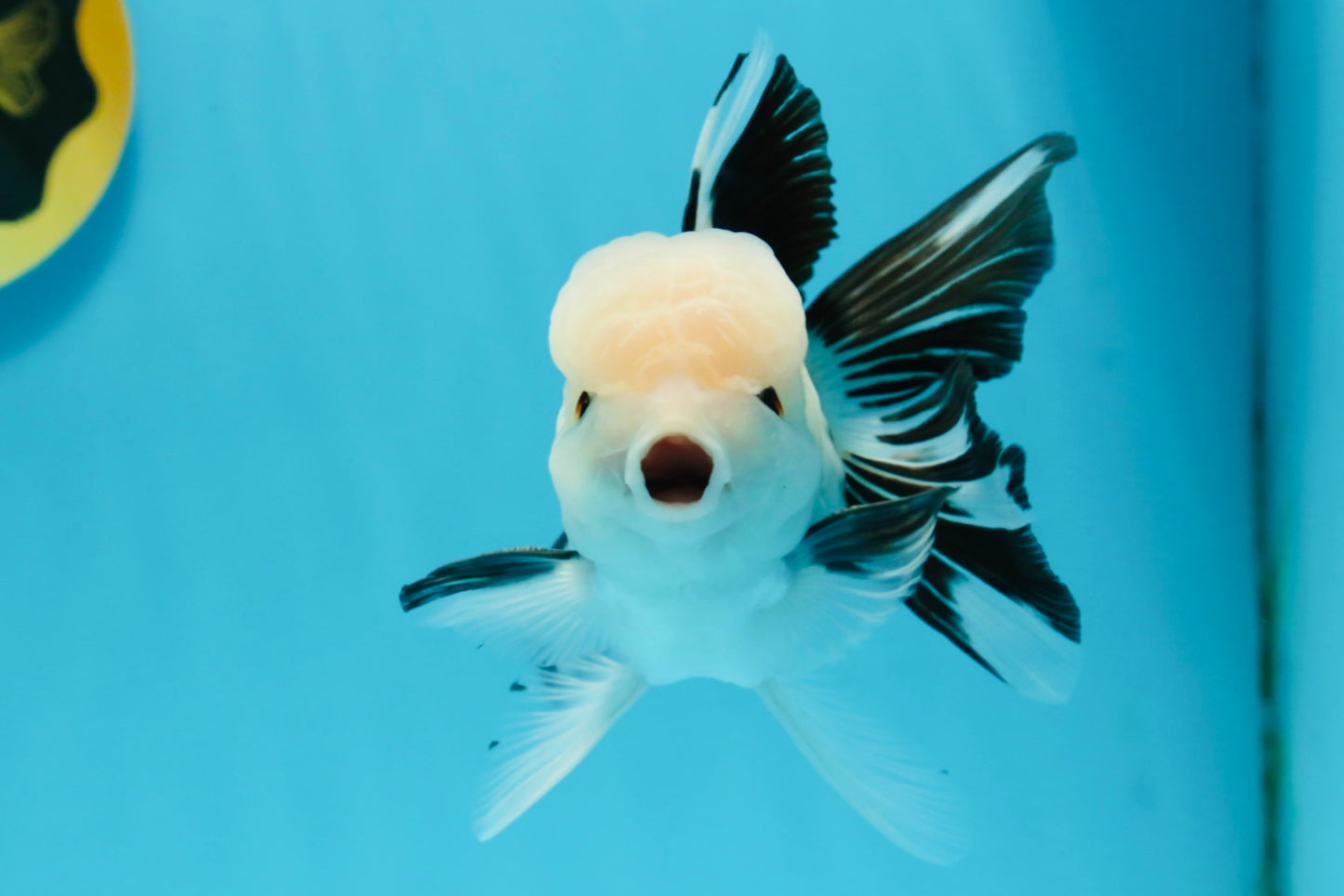 A Grade Panda Button Eyes Oranda Male 4.5-5 inches #120624OR_07