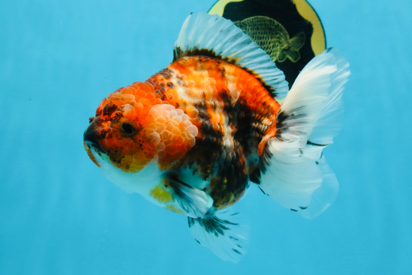 Marble Sakura Yuanbao Female 5.5 inches #111425YB_03