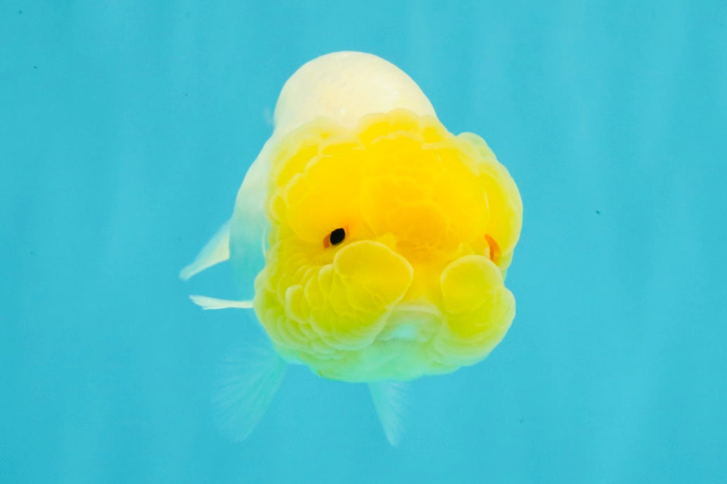 ADORABLE A Grade Red White LionQueen Female 4-4.5 inches #042426LC_21