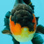 AAA Grade Lava Apache Oranda Male 5.5 inches #032026OR_10