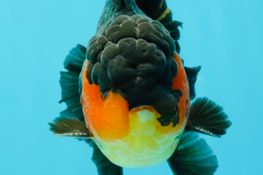 AAA Grade Lava Apache Oranda Male 5.5 inches #032026OR_10