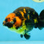 Tiger Chinese Ranchu Female 4.5-5 inches #101025RC_13