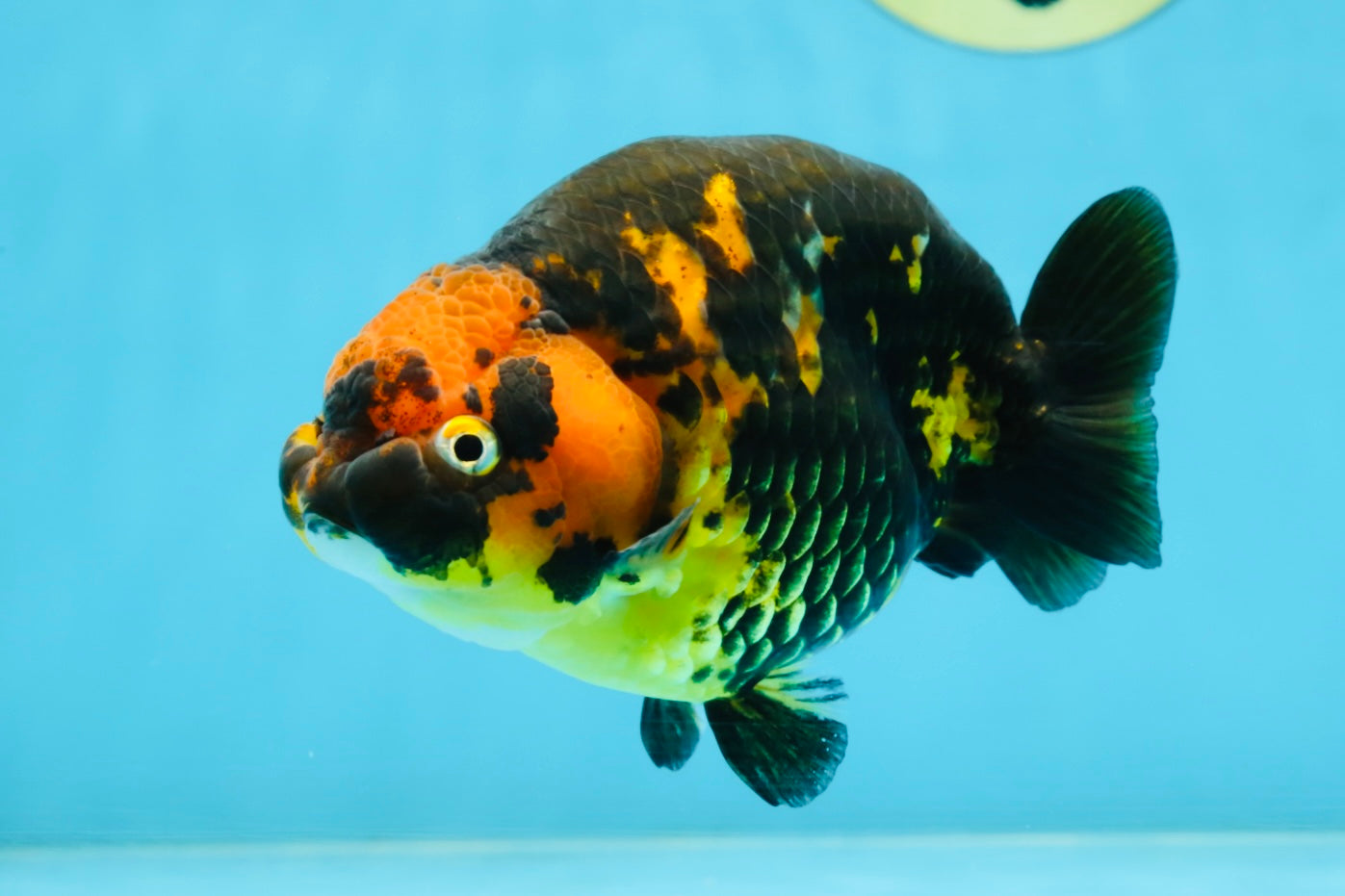 Tiger Chinese Ranchu Female 4.5-5 inches #101025RC_13