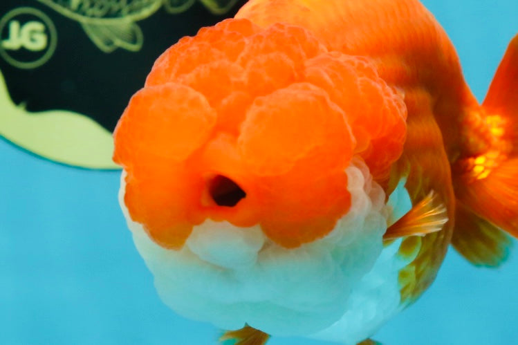 TOP WEN AAA Grade SUPER WEN Red White LionQueen 4.5 inches #050225LC_17