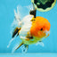 Tricolor Oranda Female 5-5.5 inches #070425OR_20