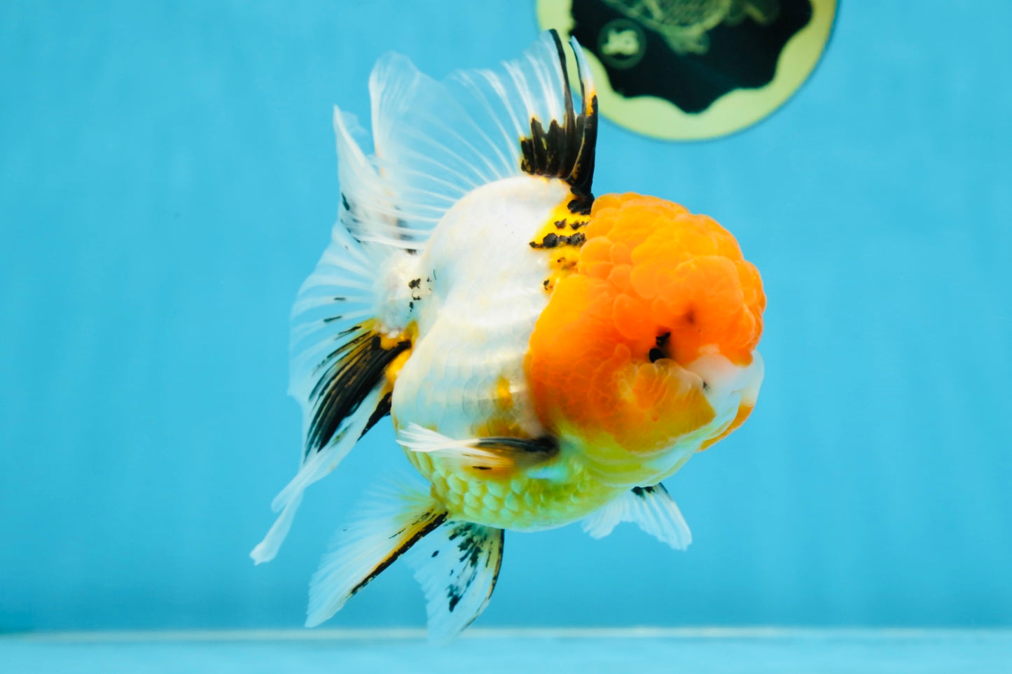 Tricolor Oranda Female 5-5.5 inches #070425OR_20