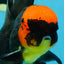 AAA Grade Batman Apache Oranda Male  5 inches #053025OR_16