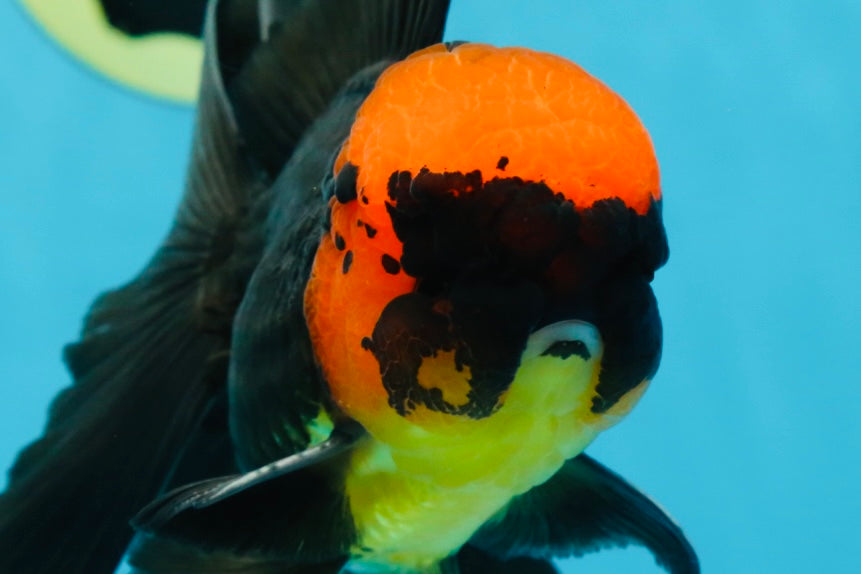 AAA Grade Batman Apache Oranda Male  5 inches #053025OR_16