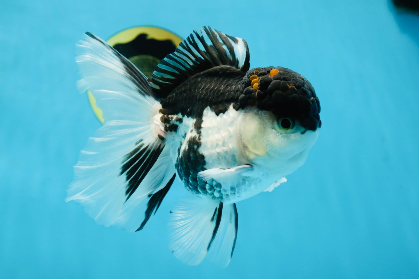 A Grade Tricolor Oranda Male 5-5.5 inches #062725OR_19