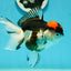 A Grade Red Head Tricolor Oranda Female 5 inches #112224OR_16