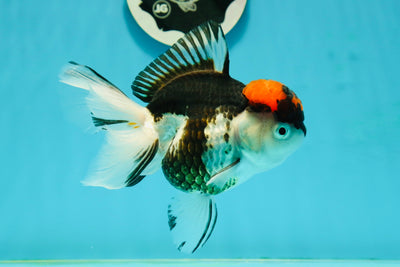 A Grade Red Head Tricolor Oranda Female 5 inches #112224OR_16