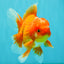 AAA Grade Red White Oranda Male 5.5 inches #080726OR_10