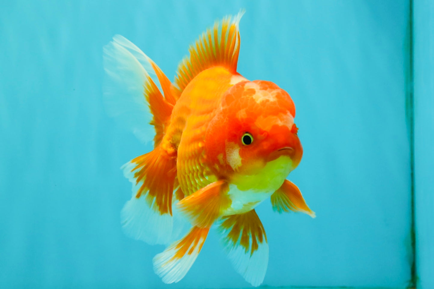 AAA Grade Red White Oranda Male 5.5 inches #080726OR_10