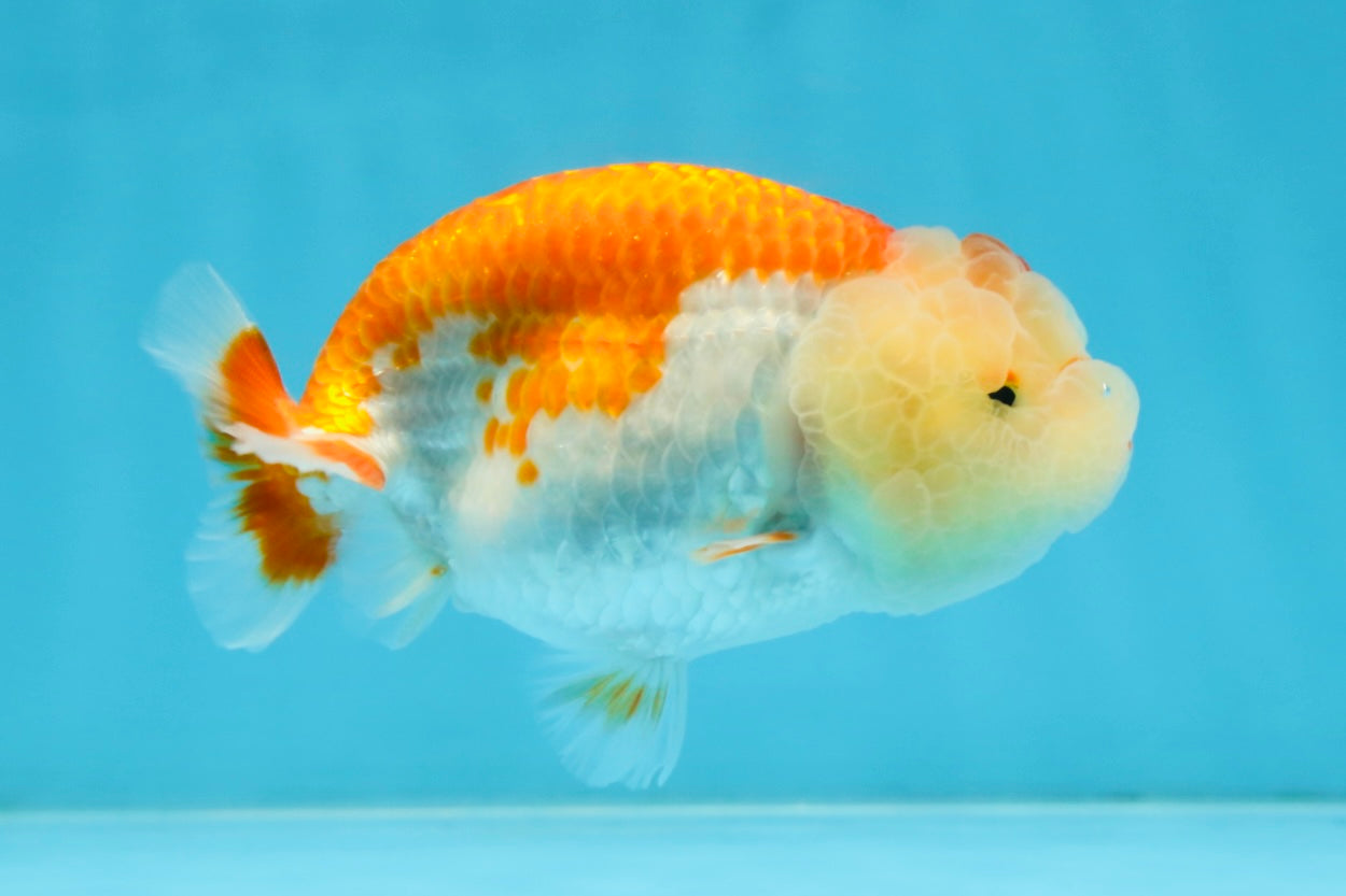 AAA Grade Young Red White LionQueen 4 inches #101025LC_05