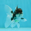 Panda Oranda Male 3.5 inches #1004OR_28