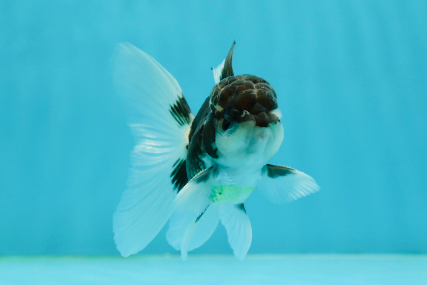 Panda Oranda Male 3.5 inches #1004OR_28