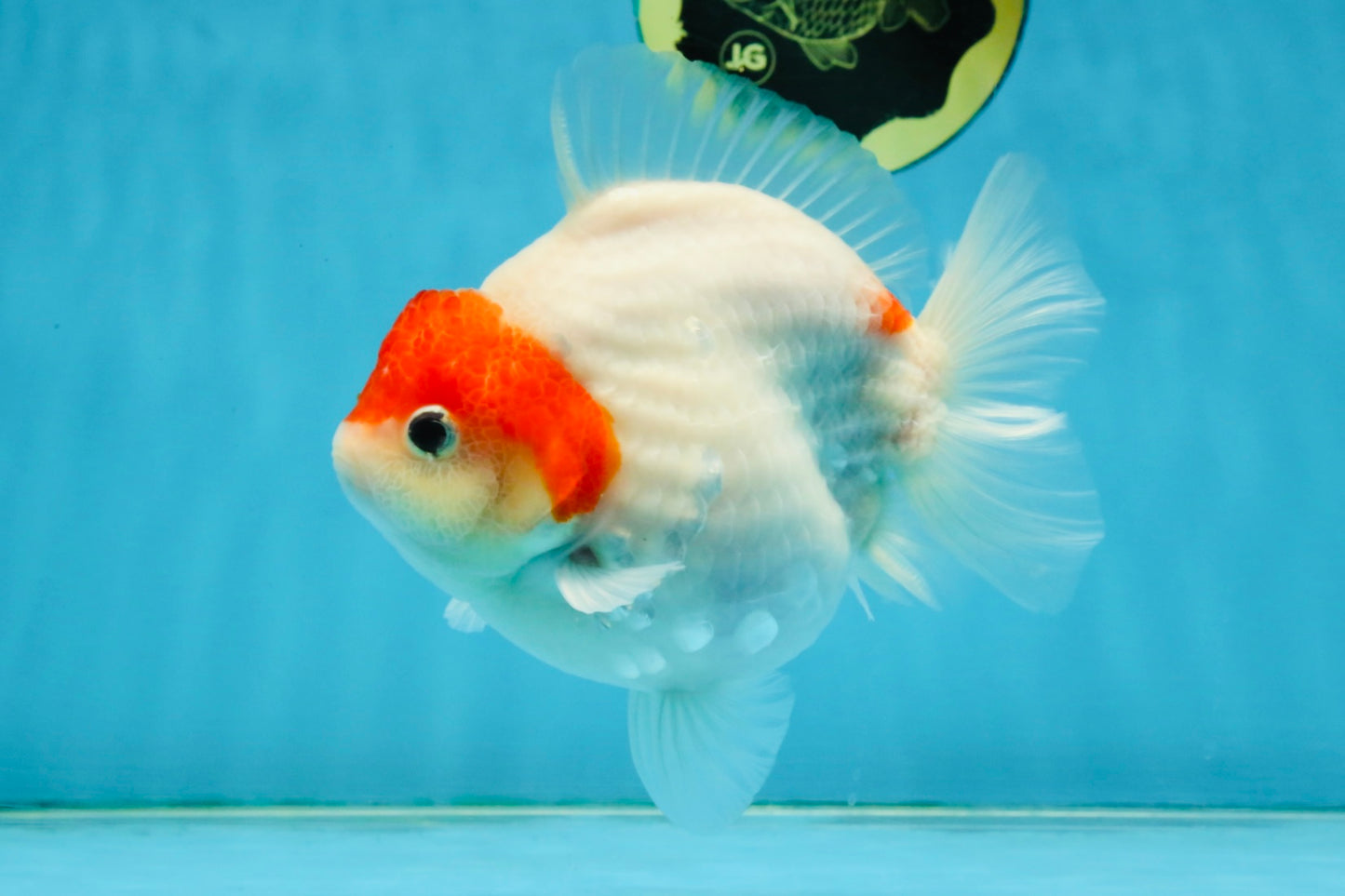 MARIO AAA Grade Red White Yuanbao Female 5 inches #121225YB_02