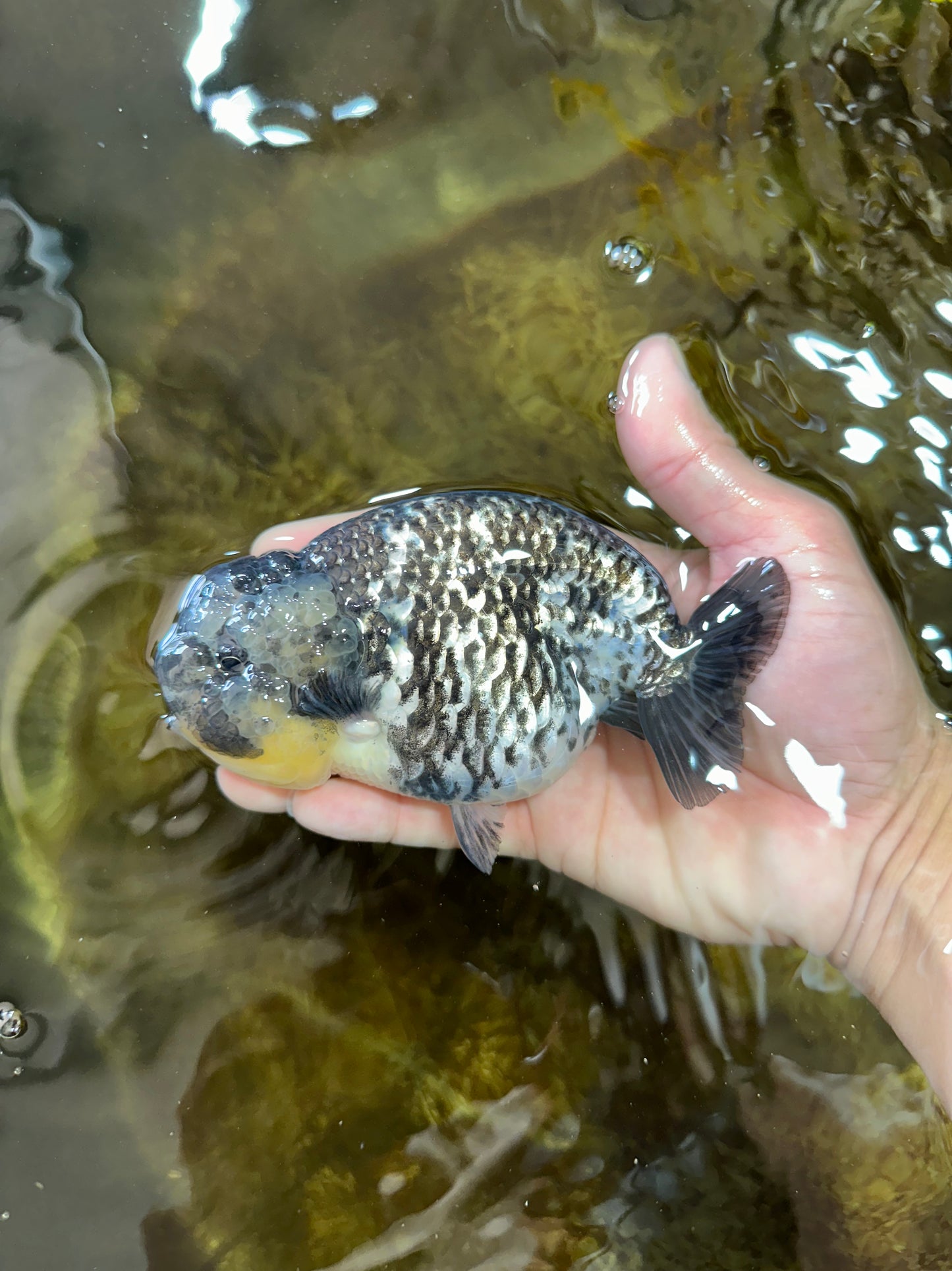 AAA Grade White Tiger LionQueen 5-5.5 inches #091225LC_08