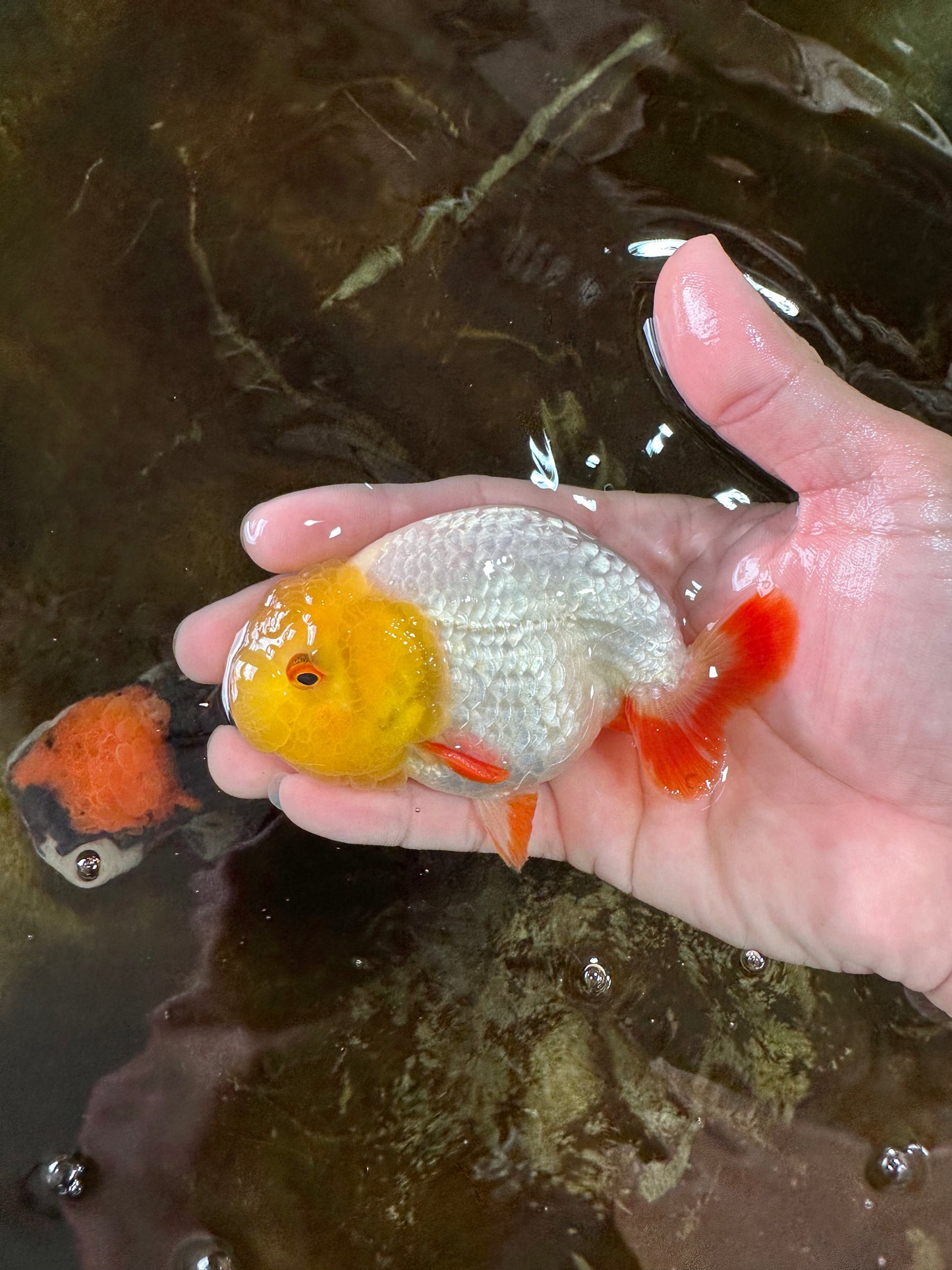 Sunny Lemonhead Lionchu Male 4-4.5 inches #072525LC_04