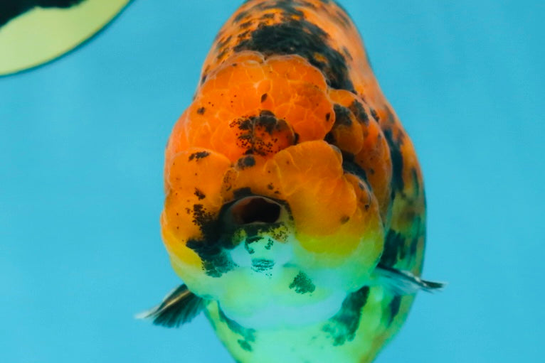 AAA Grade Tiger LionKing 4-4.5  inches #053025LC_10