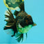 AAA Grade Broadtail Tiger Oranda Male 7.5 inches #073126OR_02