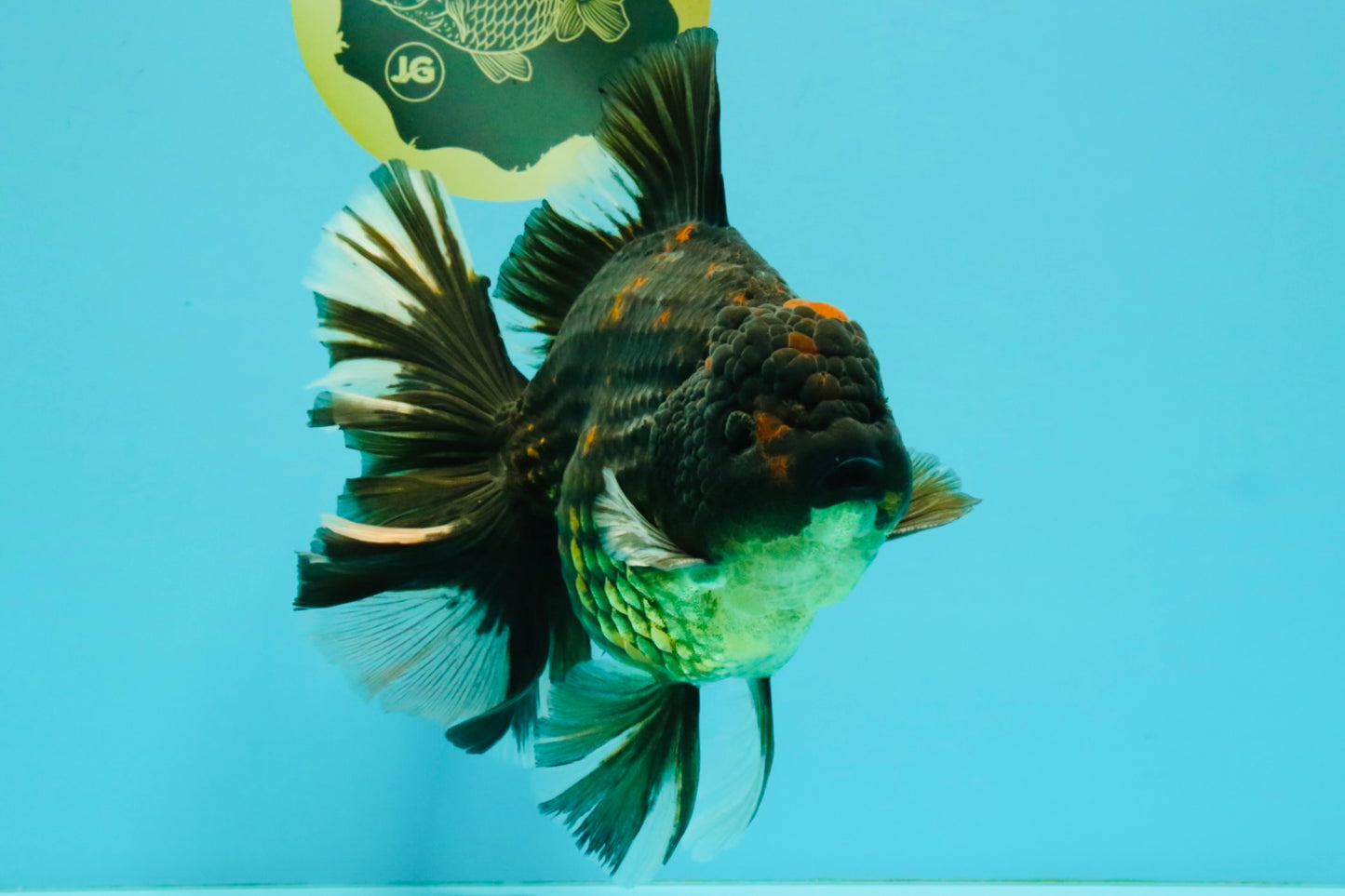 AAA Grade Broadtail Tiger Oranda Male 7.5 inches #073126OR_02